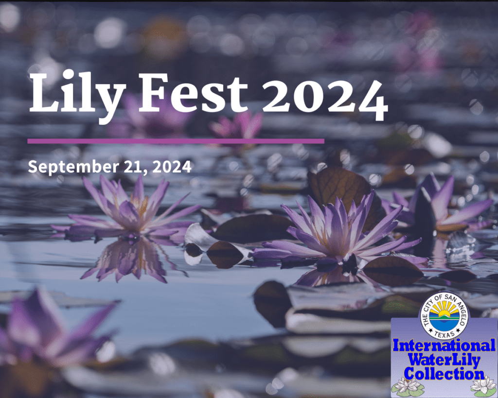 Lily Fest 2024